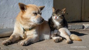 Campanha gratuita de castração de cães e gatos será realizada no dia 19 de junho
