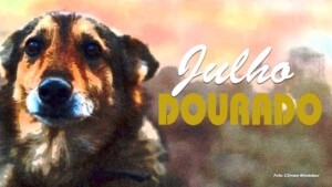 Julho Dourado em Taquaritinga: campanha vai incentivar adoção responsável e combater maus-tratos aos animais