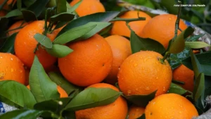 Queda no preço da laranja acende alerta entre produtores de Taquaritinga
