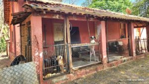 Campanha arrecada doações para animais atendidos pela APA