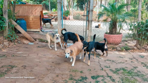 APA de Taquaritinga pede doação de arroz para alimentação de animais abrigados
