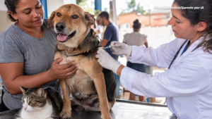 DEMCOVE realiza vacinação antirrábica para cães e gatos na Vila Rosa nesta quinta-feira (29)